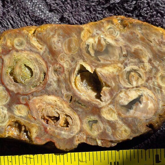 Small cutting of Orbicular Rhyolite - Picture 5 of 10